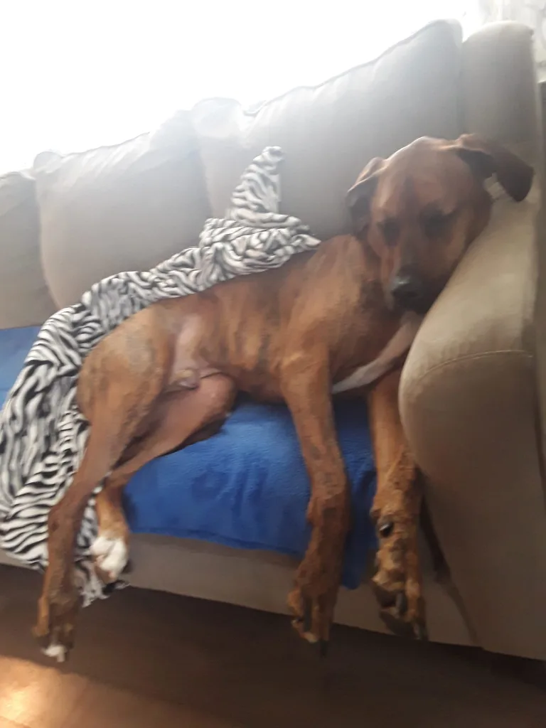 Dakota safety shoes image indicator(3)