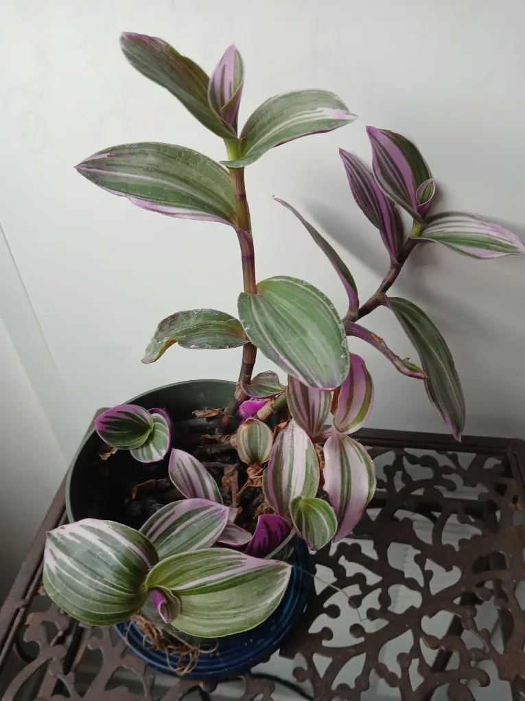 Tradescantia Zebrina Plant available. Non-negotiable. thumbnail