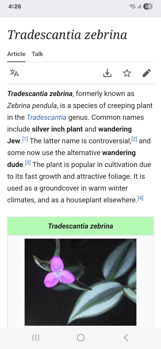 Tradescantia Zebrina Plant available. Non-negotiable. image indicator(3)