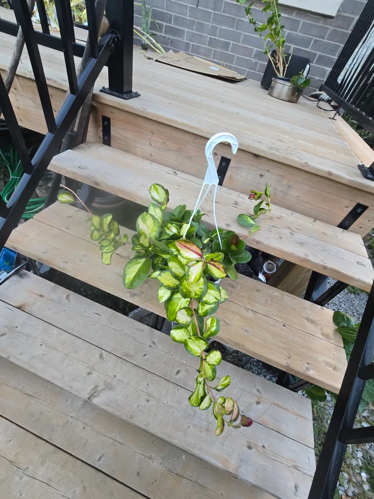 Hoya Australia Lisa variegated 8"hanging baskets image indicator(4)