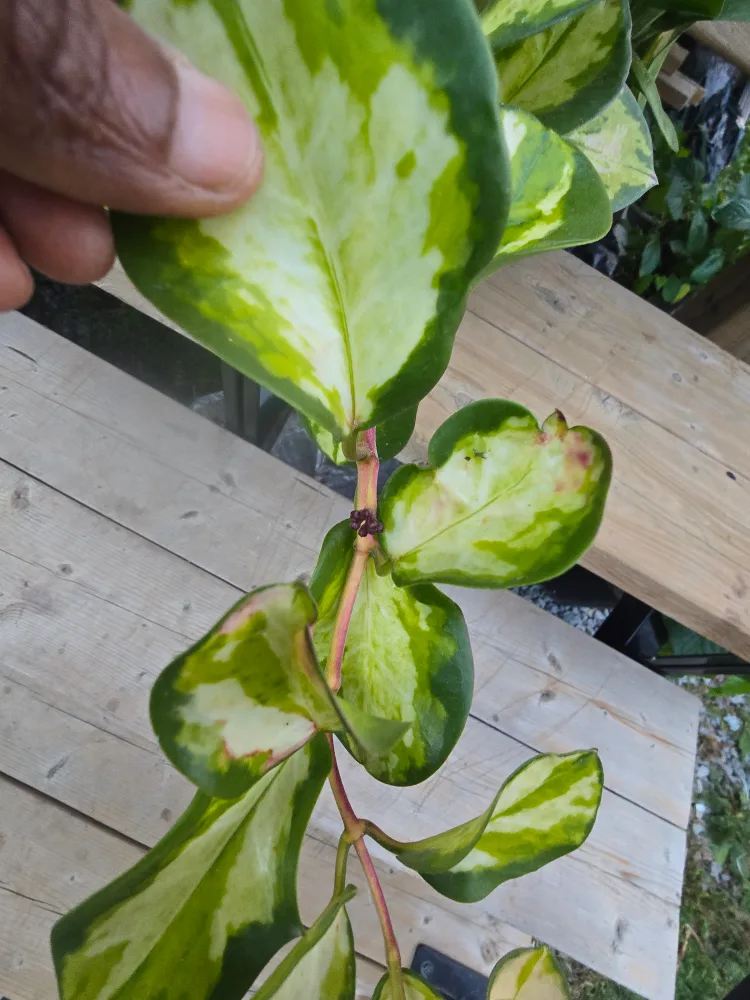 Hoya Australia Lisa variegated 8"hanging baskets image indicator(5)