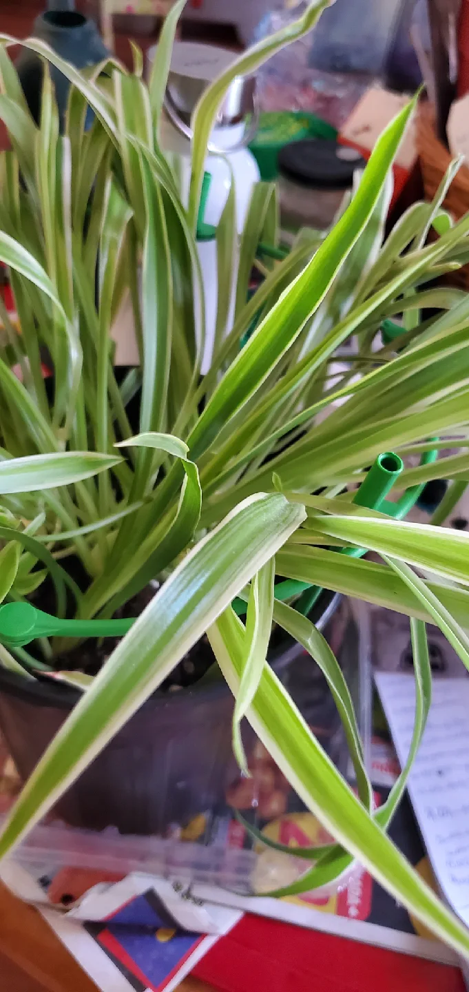 Spider Plant in Black Pot image indicator(2)