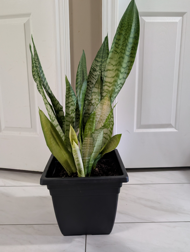 Snake Plant in Black Pot - photo 3