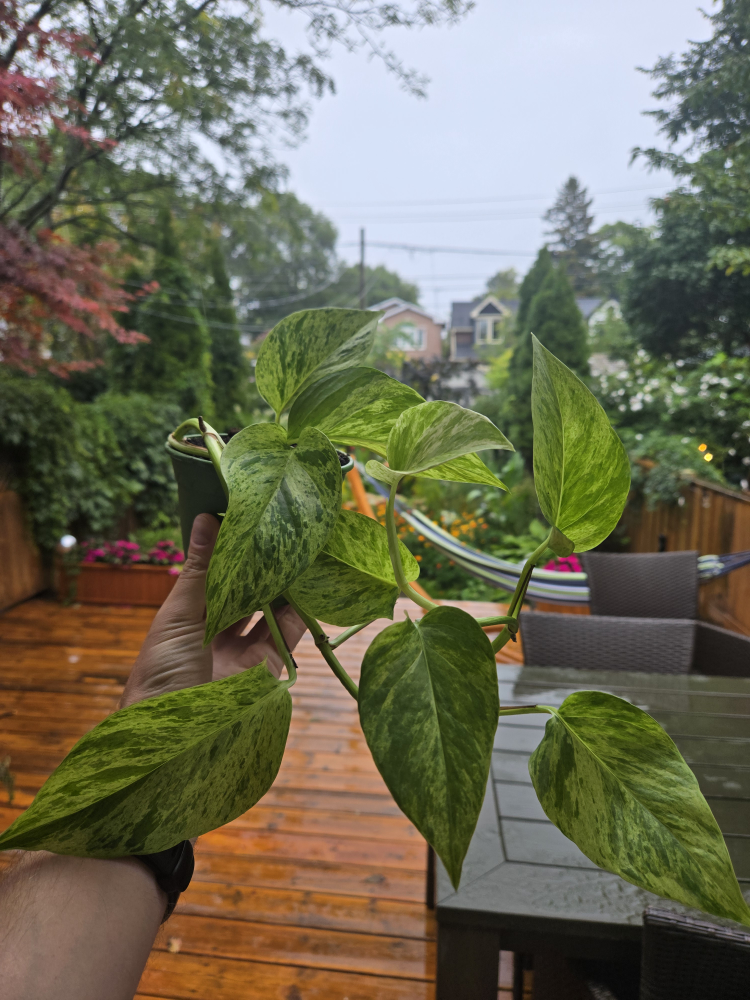 Golden Pothos Plant 🌿