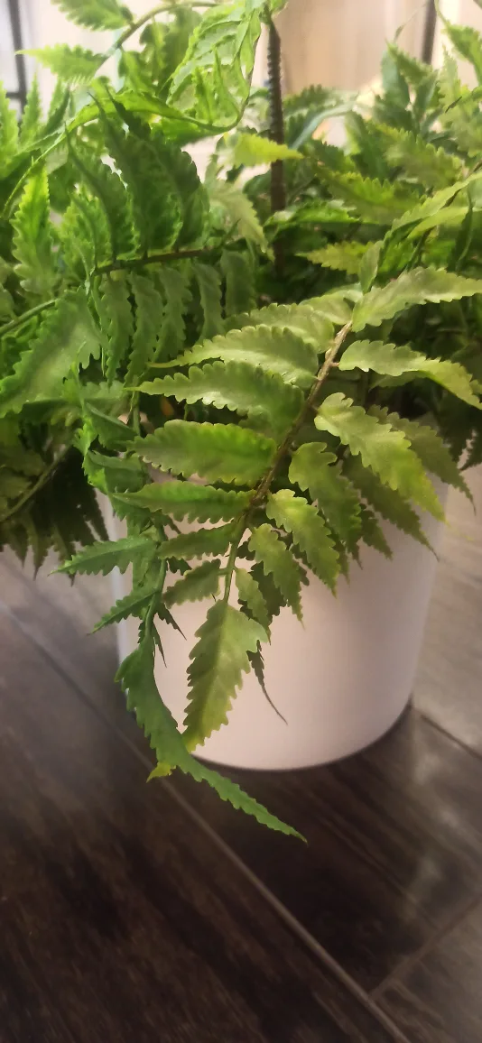 Artificial Potted Fern Plant. 2plant set image indicator(2)