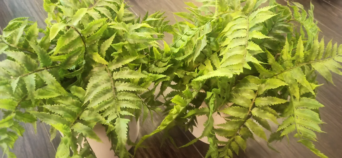 Artificial Potted Fern Plant. 2plant set image indicator(4)