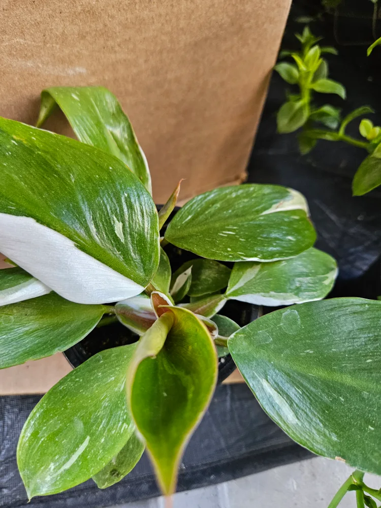 Philodendron White Princess Plant thumbnail