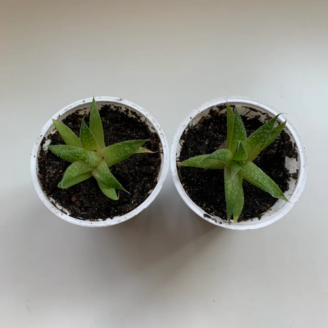 Succulents in yogurt container image indicator(2)