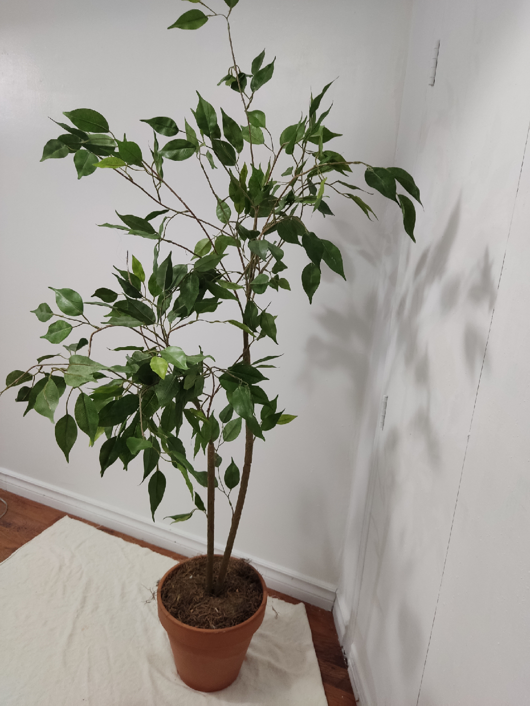 Faux Ficus Tree in Pot - photo 4