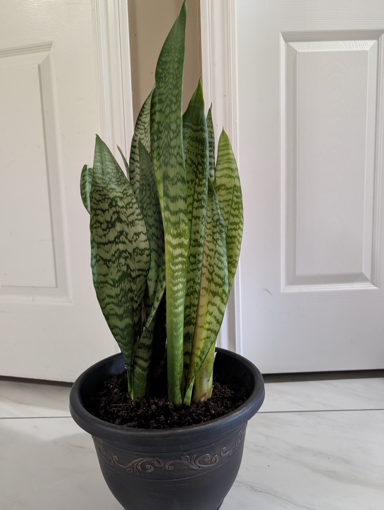 Snake Plant in Black Pot - photo 2