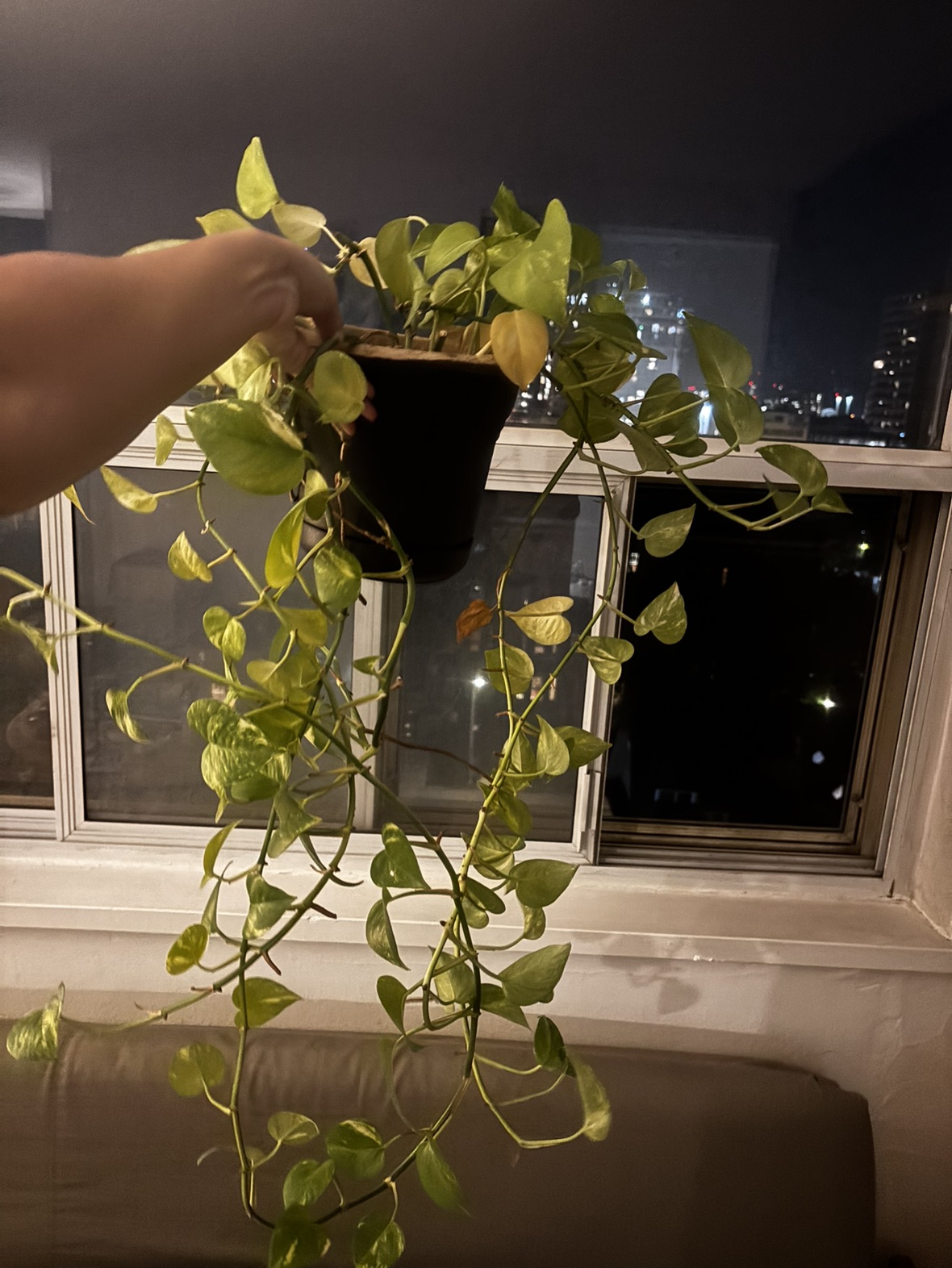 Pothos plant - photo 3