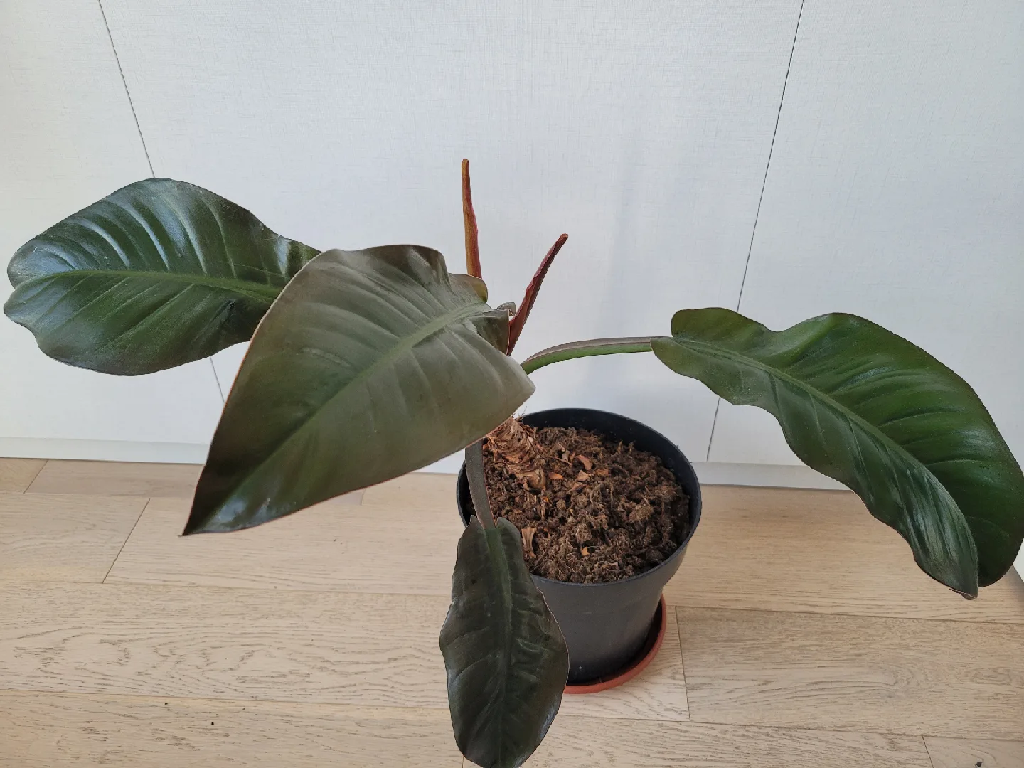 Philodendron Melanochrysum image indicator(5)