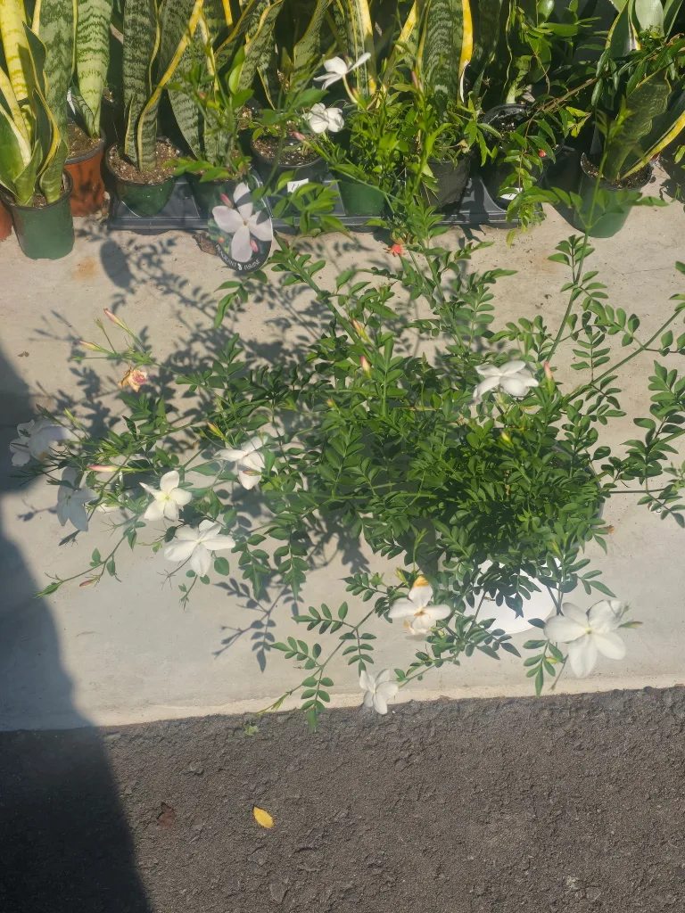 🥕Jasmine Plant🥕 thumbnail
