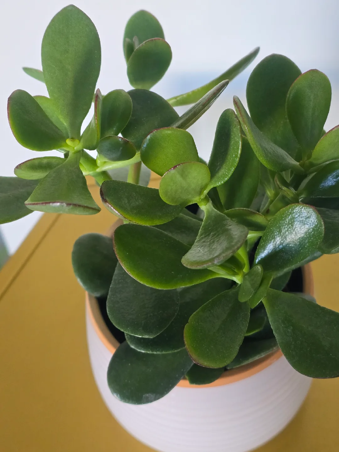 indoor plant collection image indicator(9)