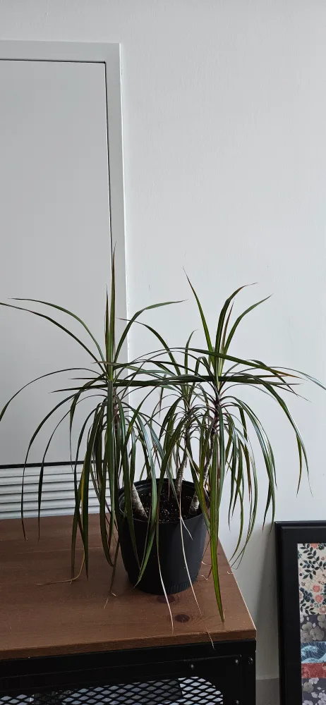 Dracaena  Plant with Pot thumbnail
