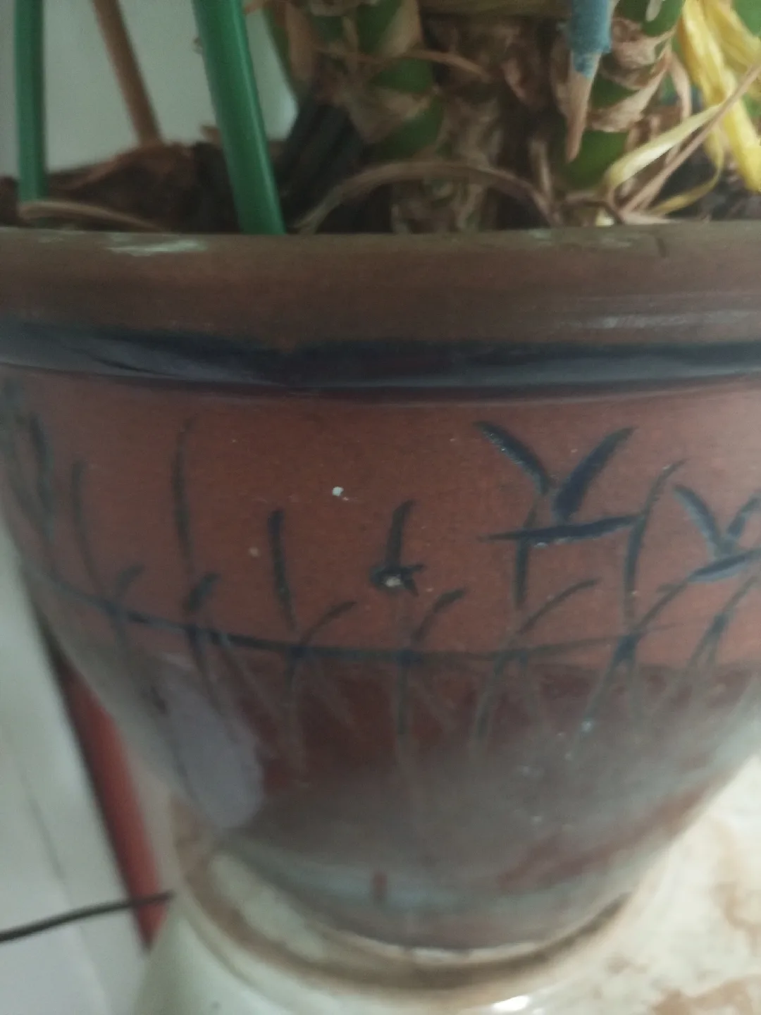 Aglaonema Plant in Decorative Pot image indicator(2)