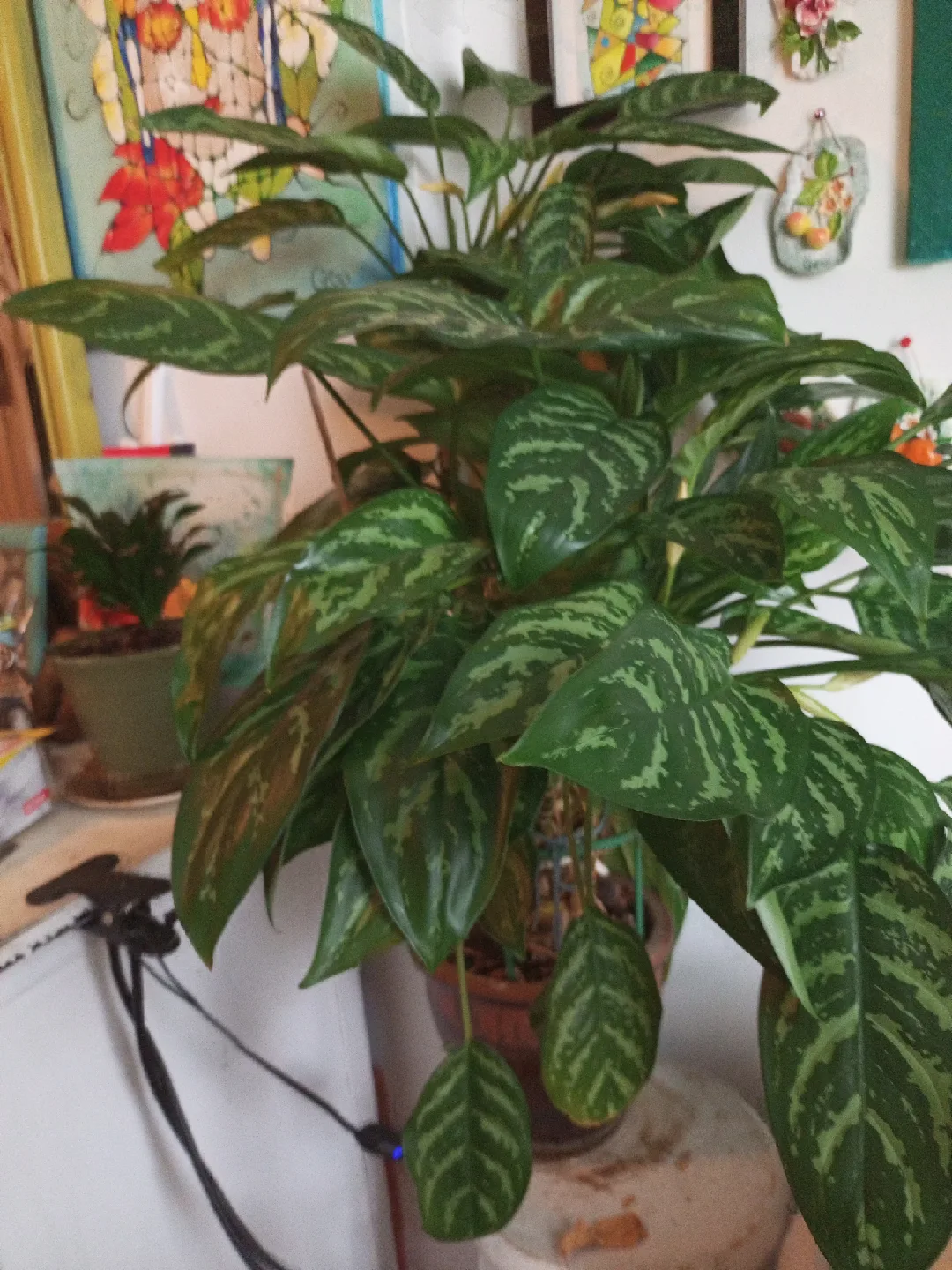 Aglaonema Plant in Decorative Pot image indicator(3)
