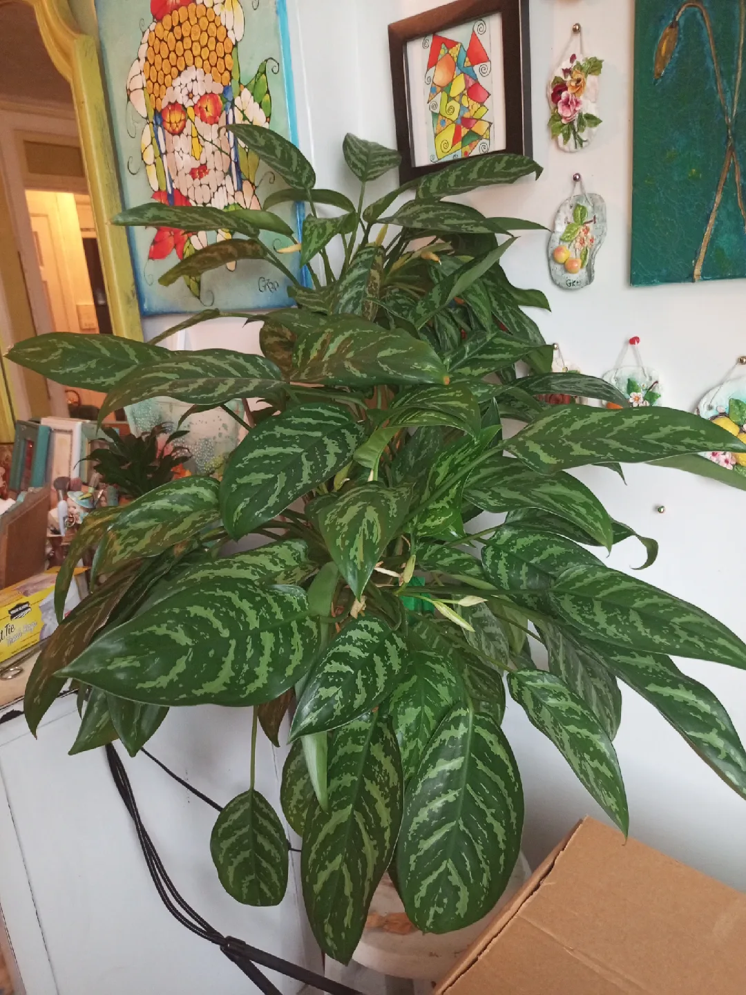 Aglaonema Plant in Decorative Pot image indicator(4)