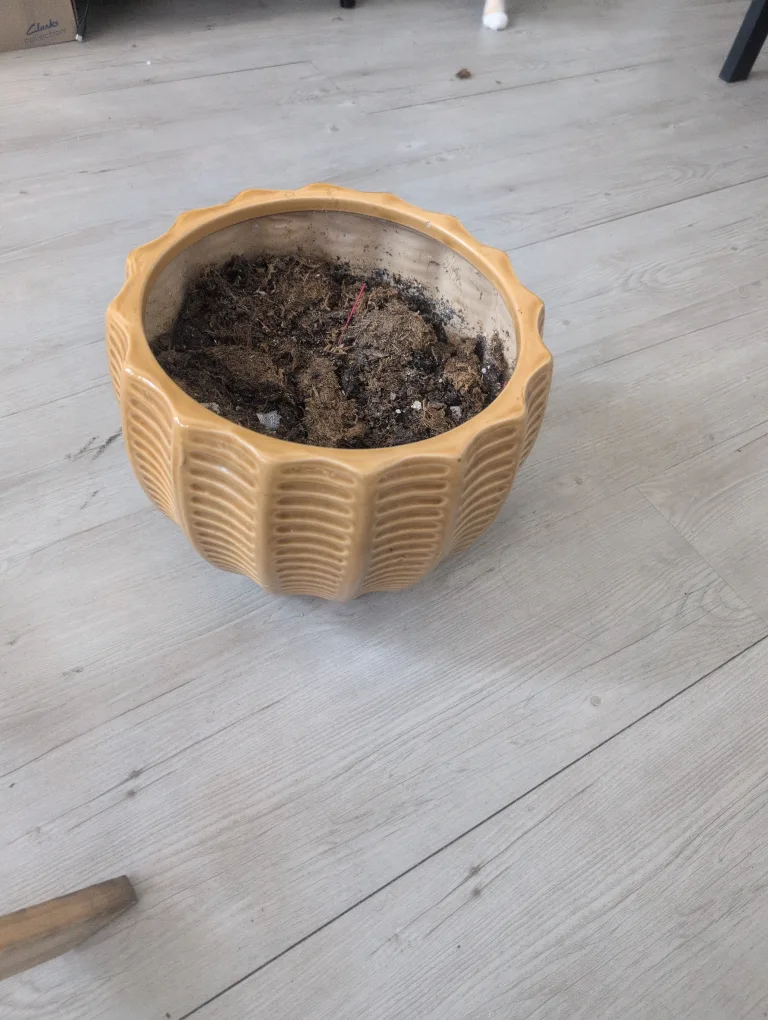 ceramic pot 🥕 thumbnail