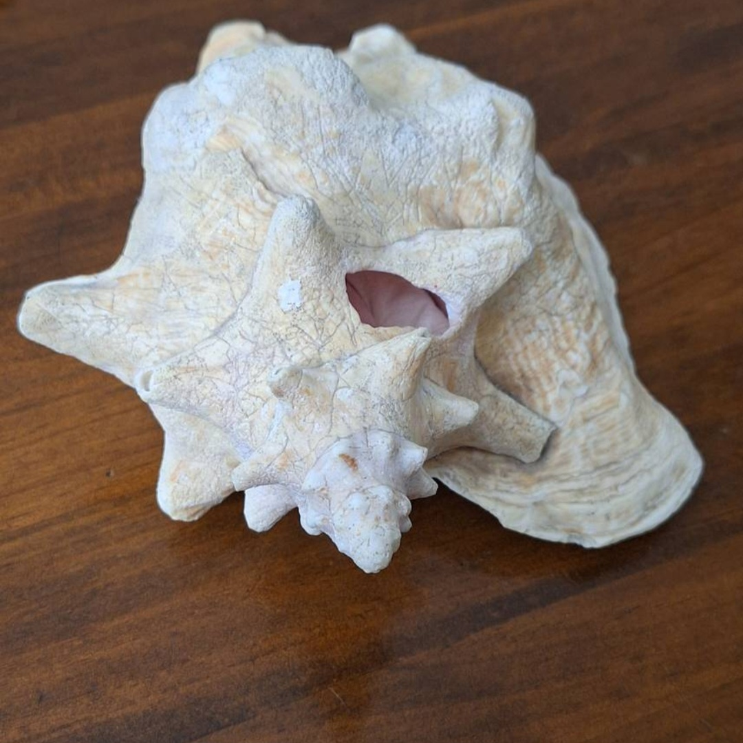 Seashell Decoration