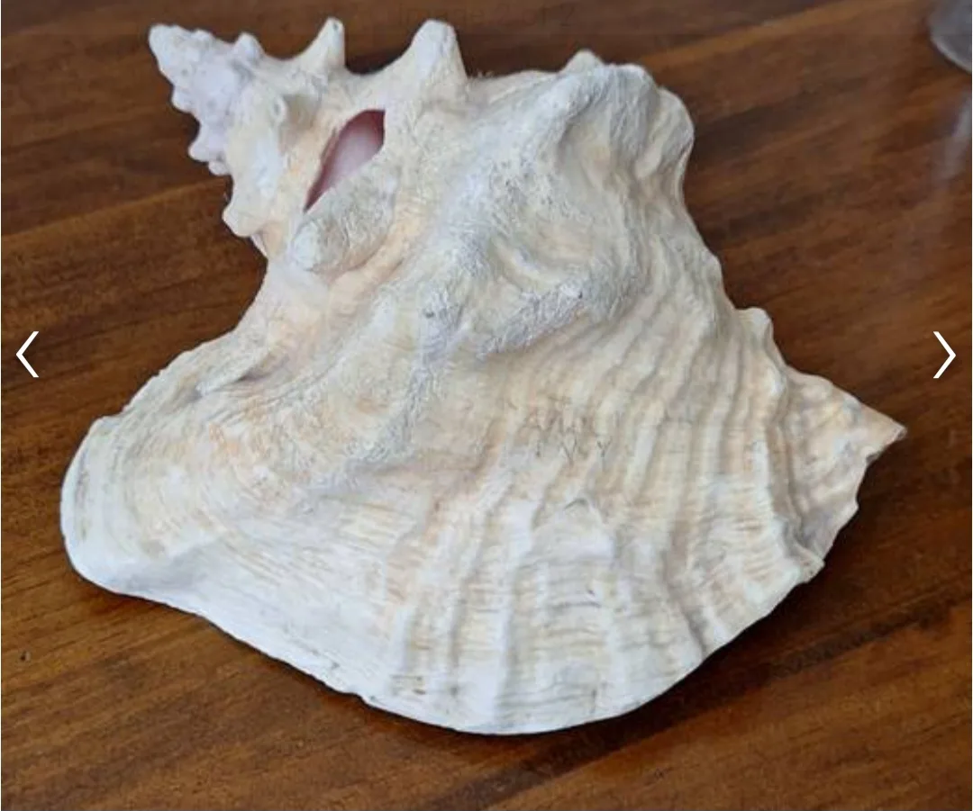 Seashell Decoration image indicator(2)