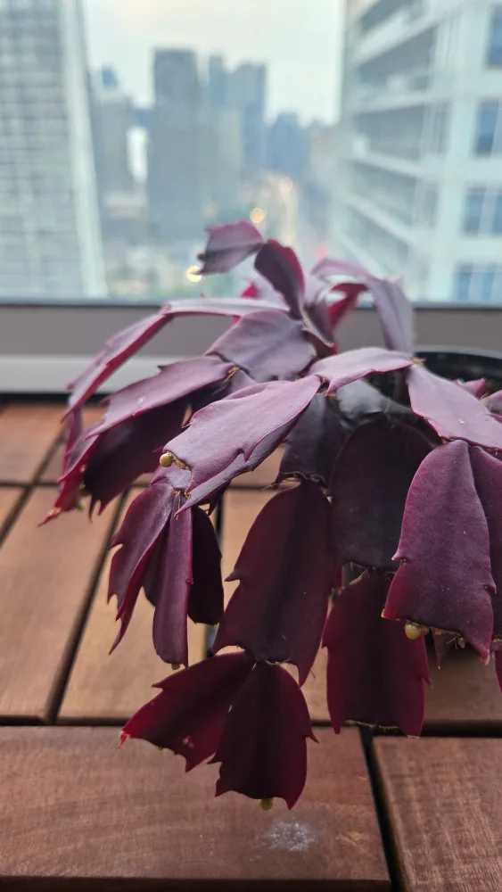 Burgundy Christmas Cactus image indicator(2)