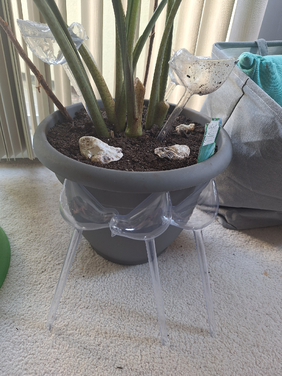 NEW Self-Watering Birds 🐦