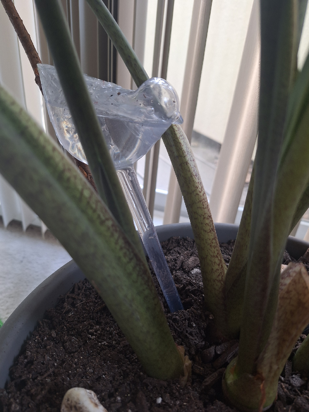 NEW Self-Watering Birds 🐦 - photo 2