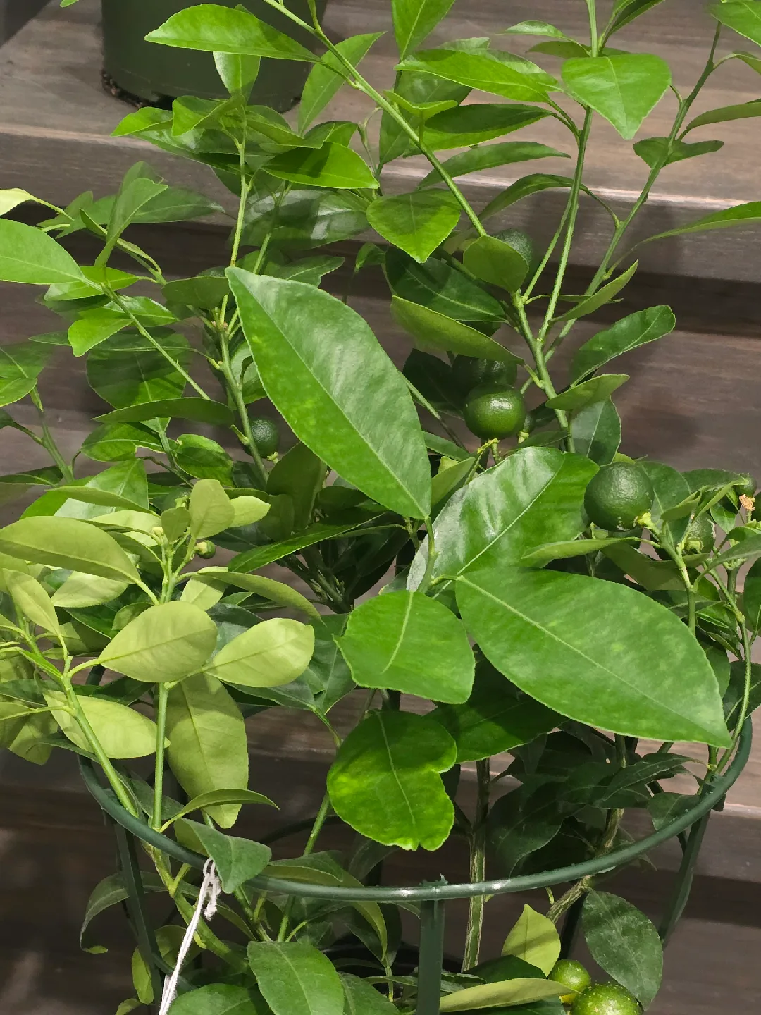 calamondin orange tree image indicator(4)