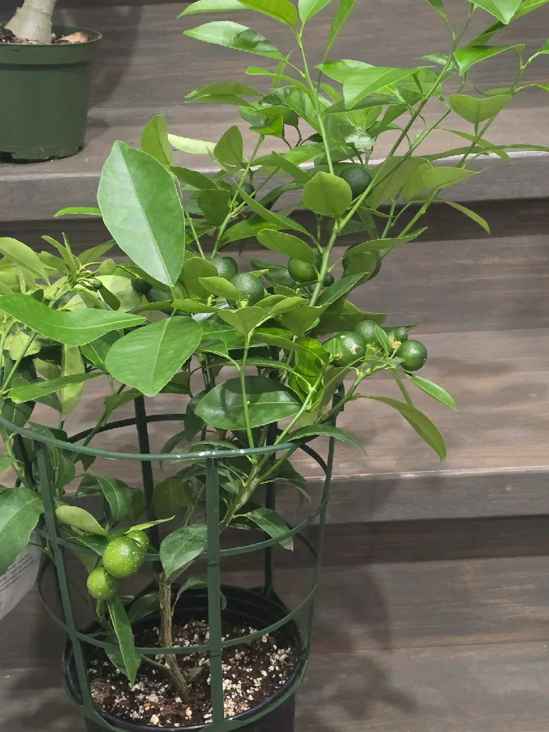 calamondin orange tree thumbnail