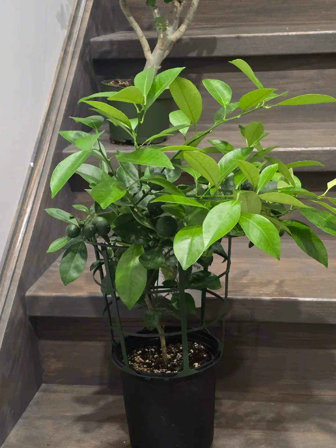 calamondin orange tree image indicator(2)