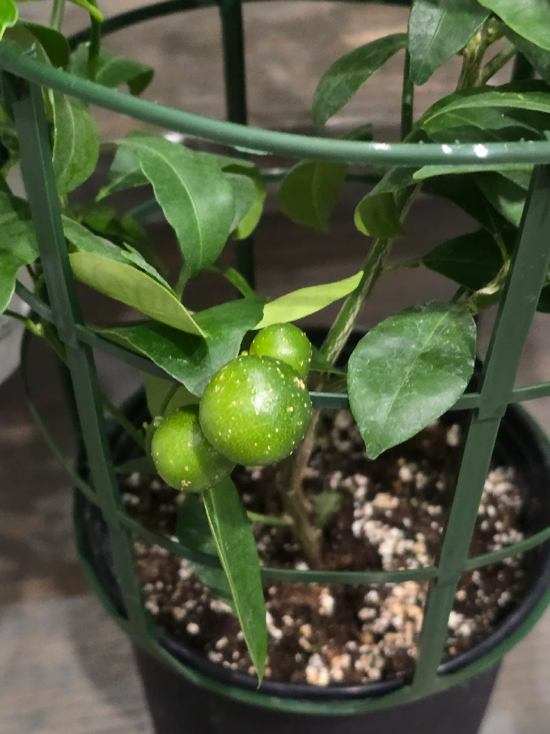 calamondin orange tree image indicator(6)