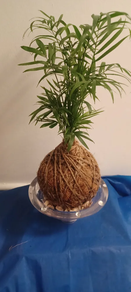 Kokedama Plant thumbnail
