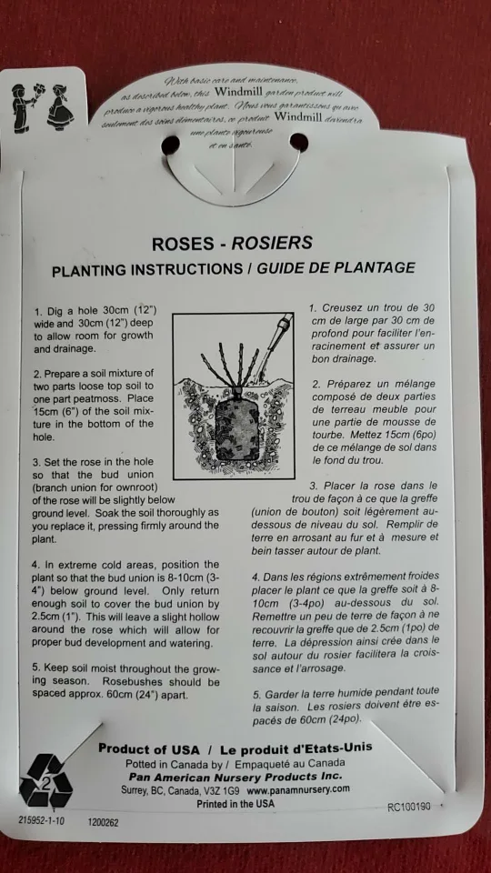 Sentimental-- Floribunda Rose image indicator(5)