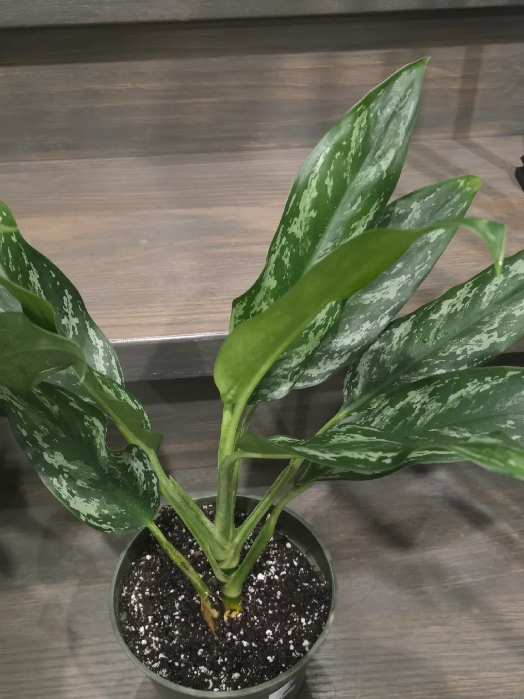 Aglaonema Plant. low light low maintenance plant image indicator(5)