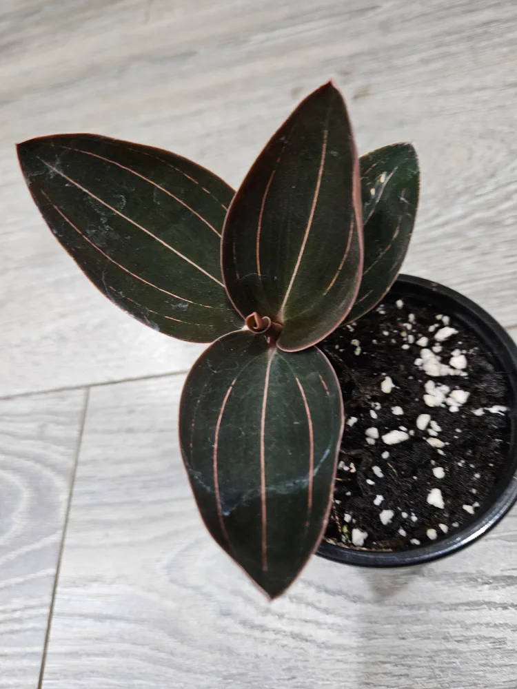 🥕Jewel Orchid Macodes Petola Plant in 3.5" pot thumbnail