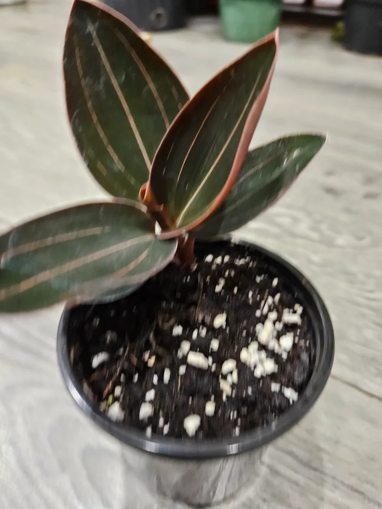 🥕Jewel Orchid Macodes Petola Plant in 3.5" pot image indicator(2)