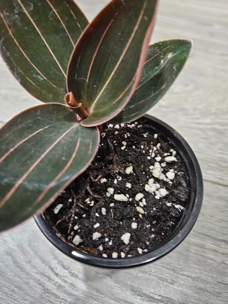 🥕Jewel Orchid Macodes Petola Plant in 3.5" pot image indicator(3)