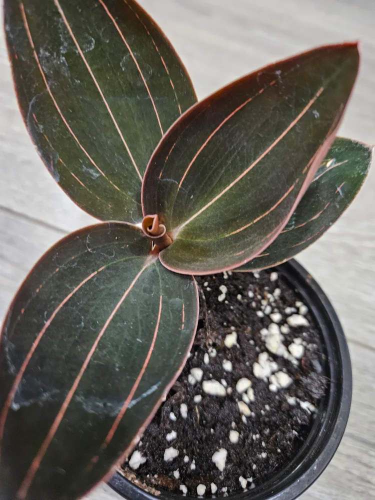 🥕Jewel Orchid Macodes Petola Plant in 3.5" pot image indicator(4)