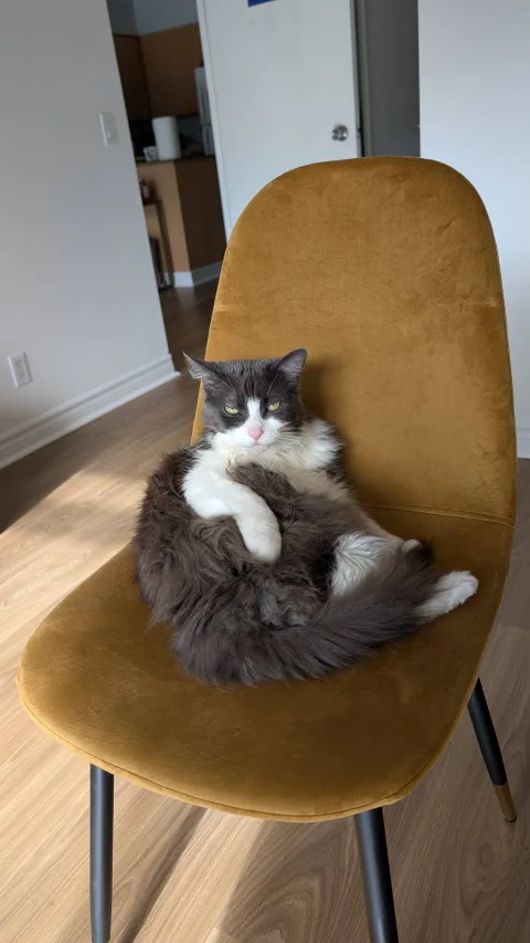 Modern Dining Chair - Mustard Velvet & Grey Leather image indicator(5)