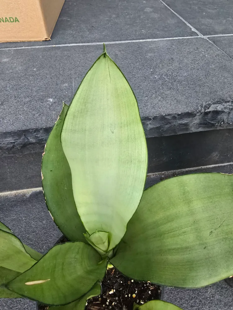Snake Plant (Sansevieria trifasciata) image indicator(2)