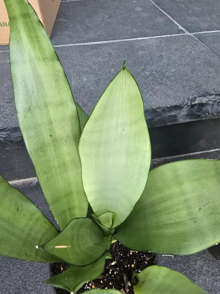 Snake Plant (Sansevieria trifasciata) image indicator(3)