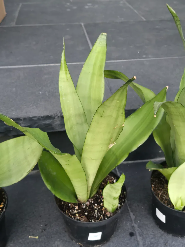 Snake Plant (Sansevieria trifasciata) image indicator(4)