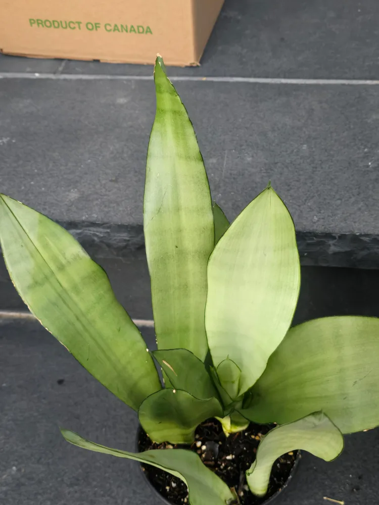 Snake Plant (Sansevieria trifasciata) image indicator(10)