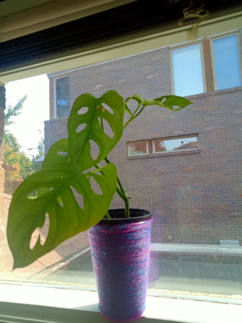 Monstera Adansonii - Swiss Cheese Plant image indicator(3)