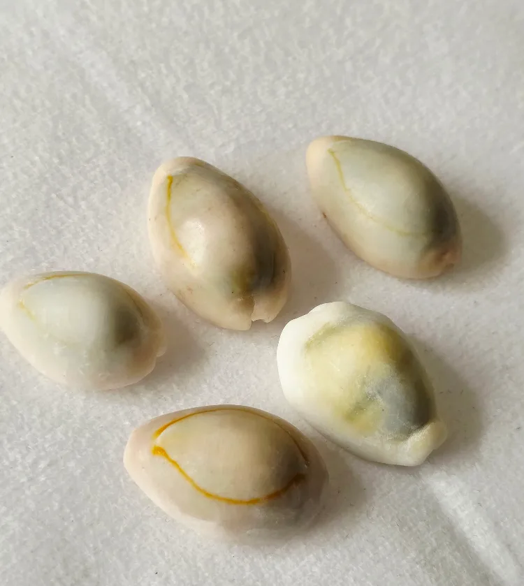 Cowrie Shells - Set of 5 image indicator(2)