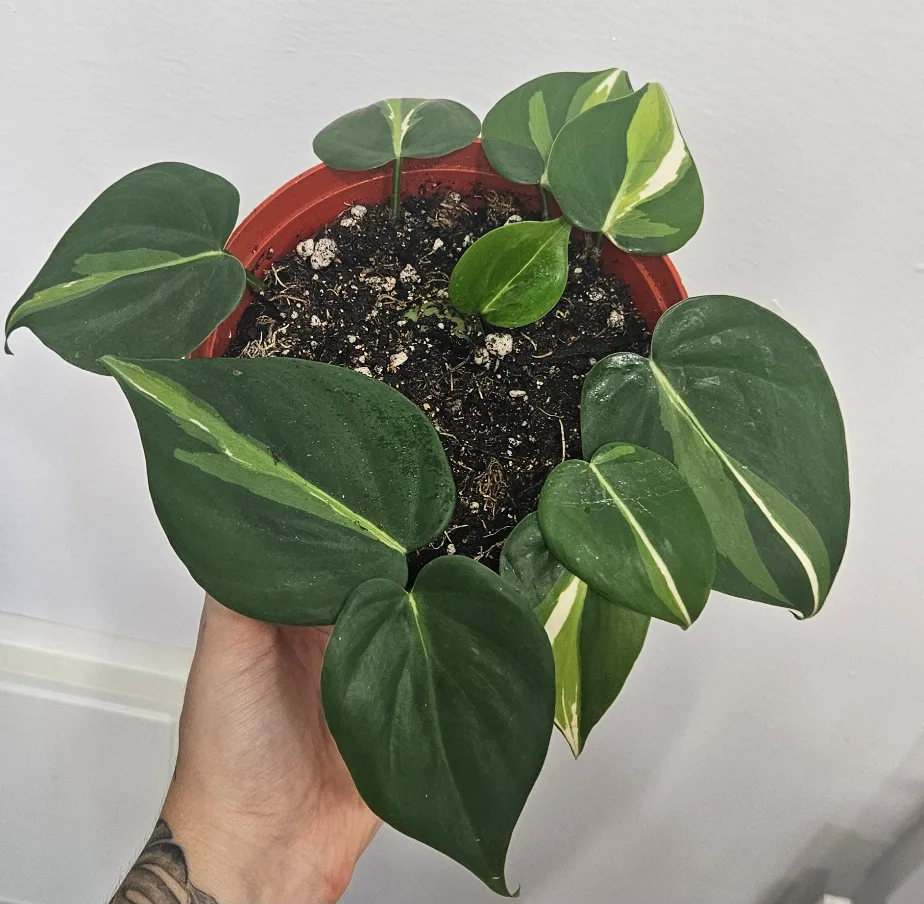 Philodendron cream splash thumbnail