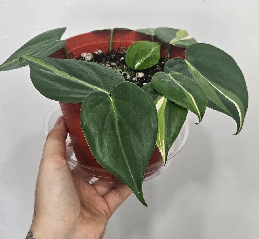 Philodendron cream splash image indicator(2)