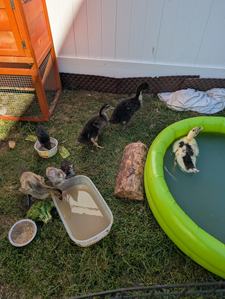 Ducklings for Sale - 4 Weeks Old