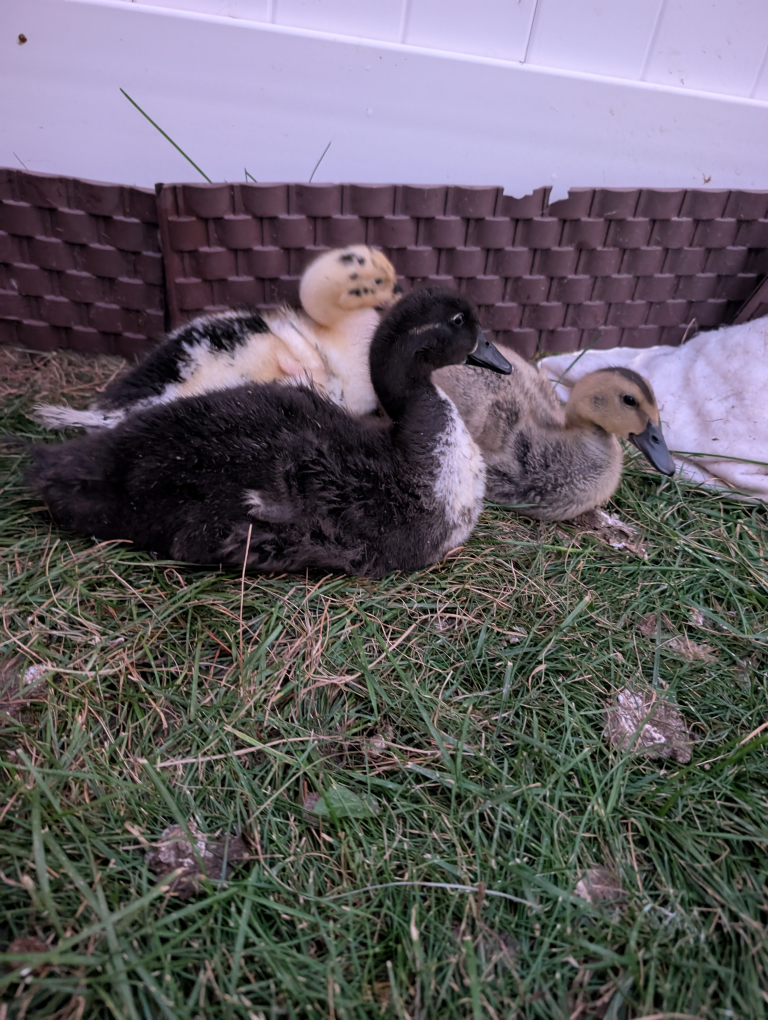 Ducklings for Sale - 4 Weeks Old - photo 3